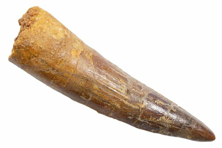 Fossil Spinosaurus Tooth - Real Dinosaur Tooth #345577